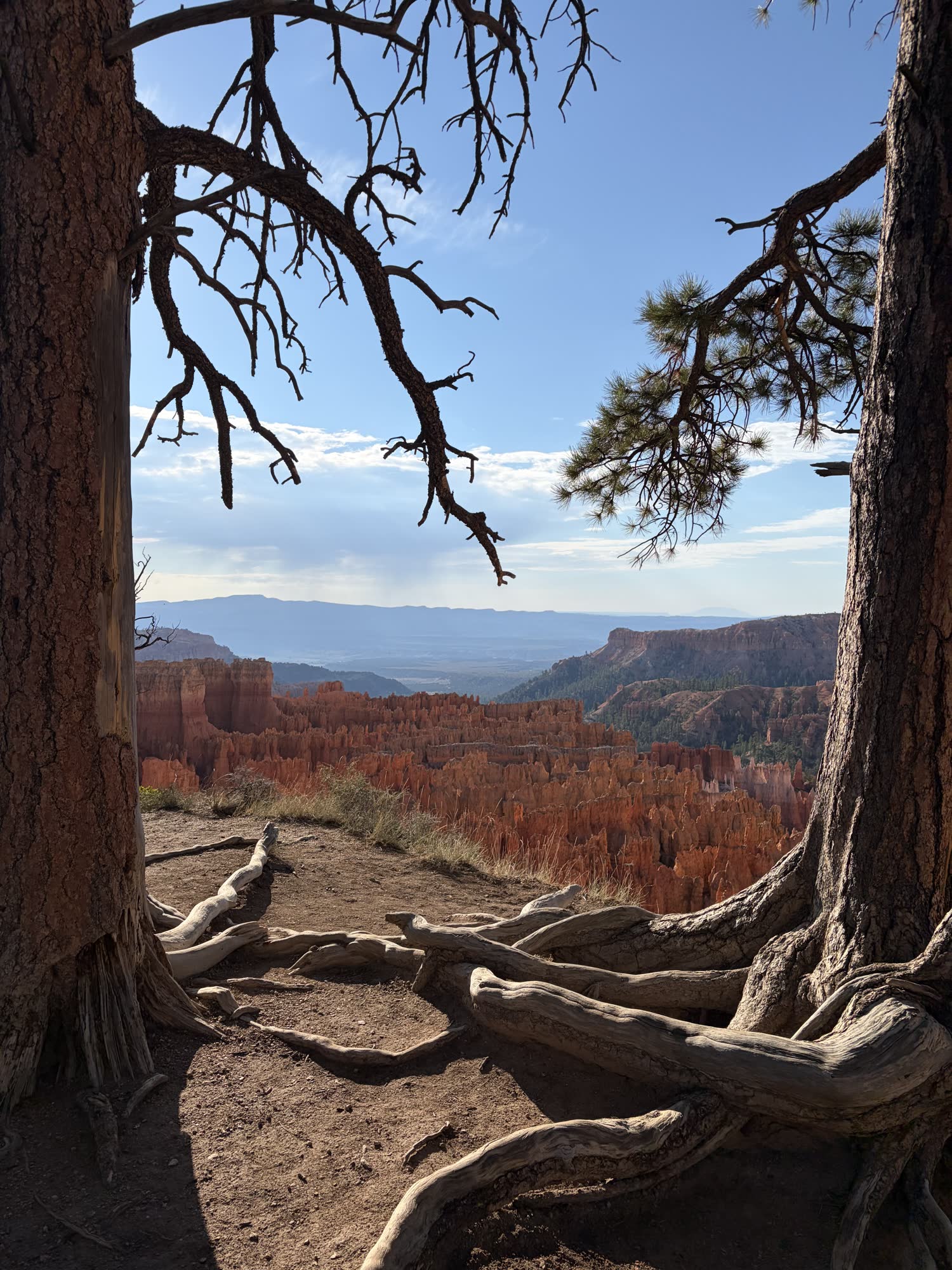 The hoodoo wall seen through the bare twisted branches of a dead pine at the canyon edge