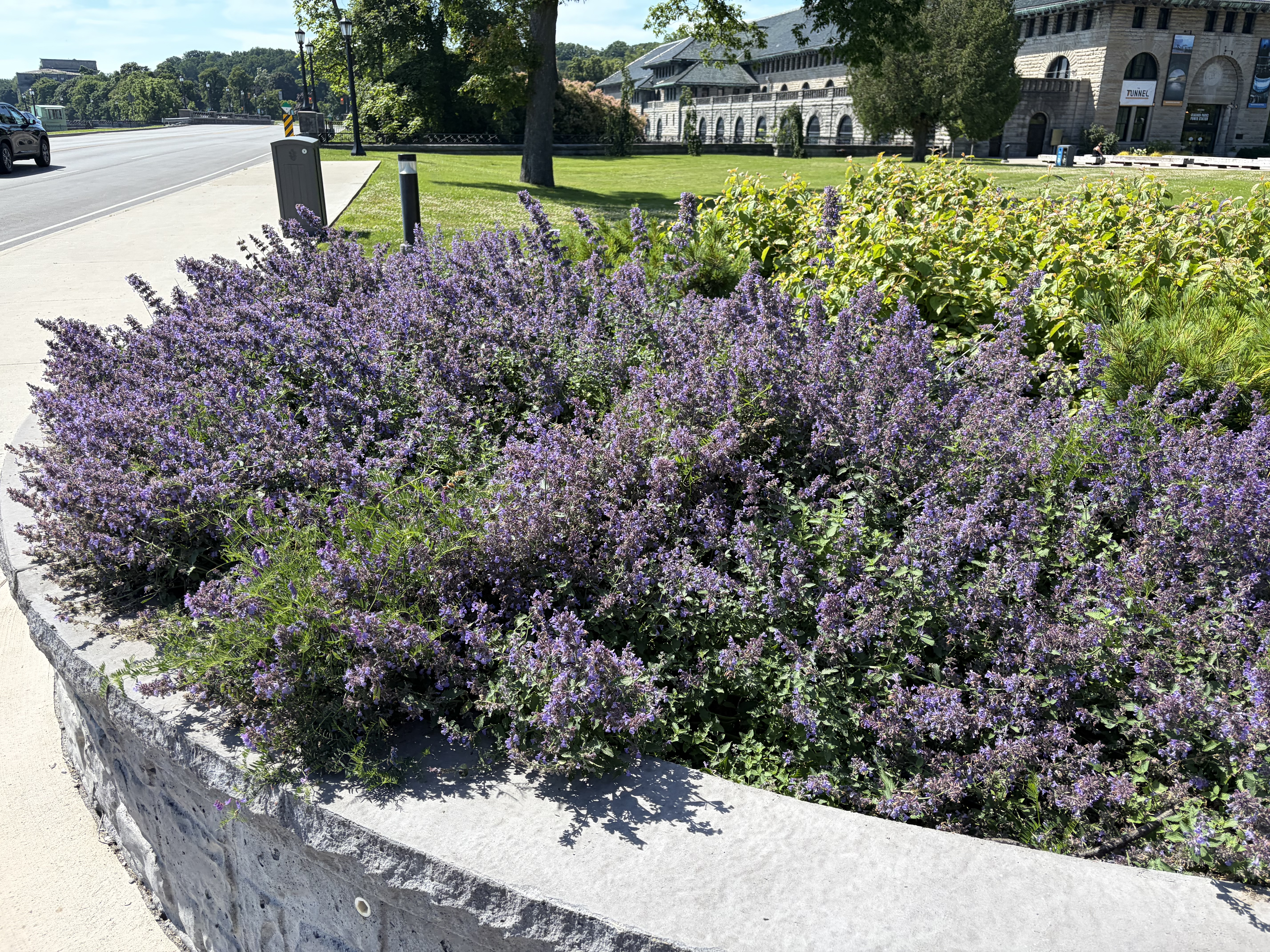 Roadside flowers near Niagara